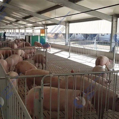 Structura de oțel Clădire Pigsty